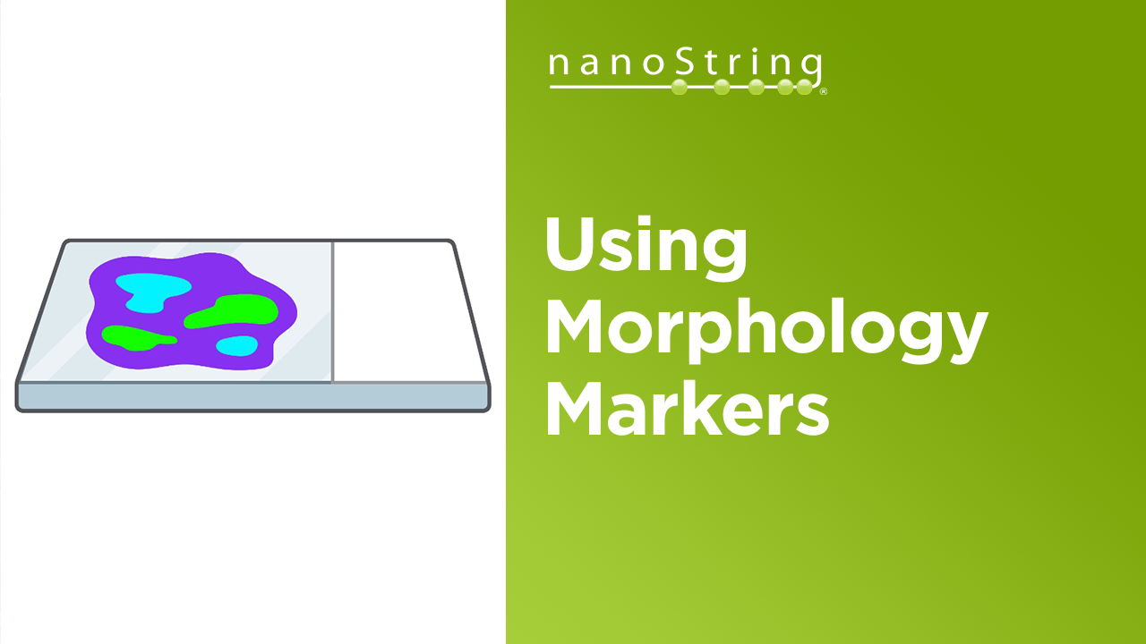 How To Use Morphology Markers with the GeoMx® DSP