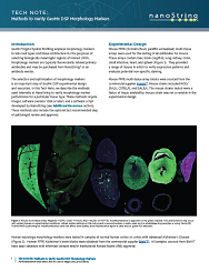 Methods to Verify GeoMx DSP Morphology Markers