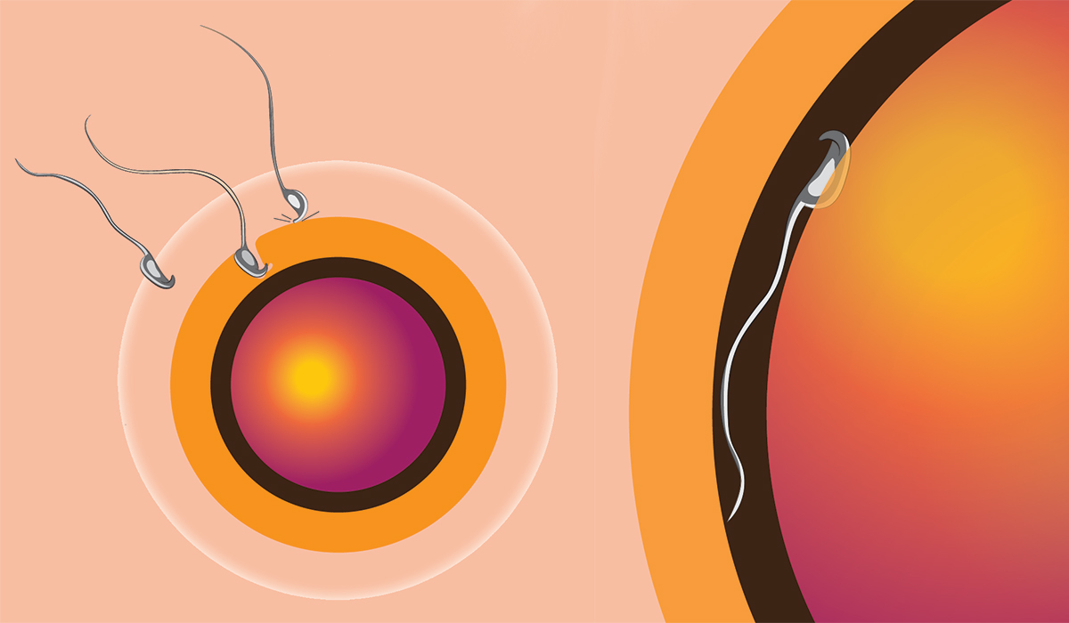 实验室小鼠生殖生物学